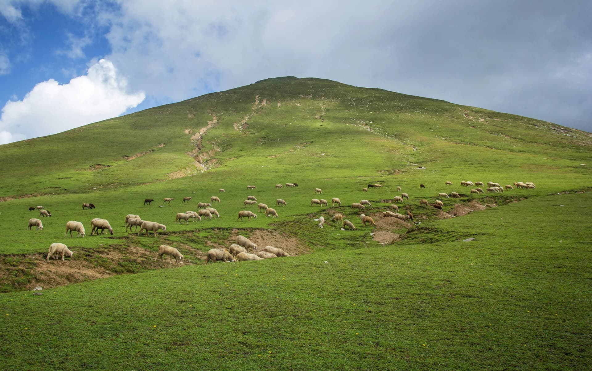 The high meadows
