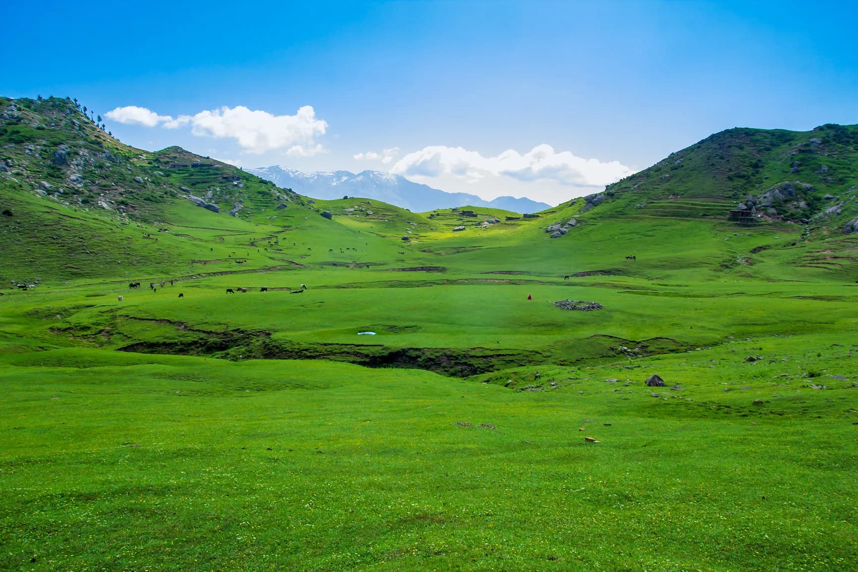 Endless green