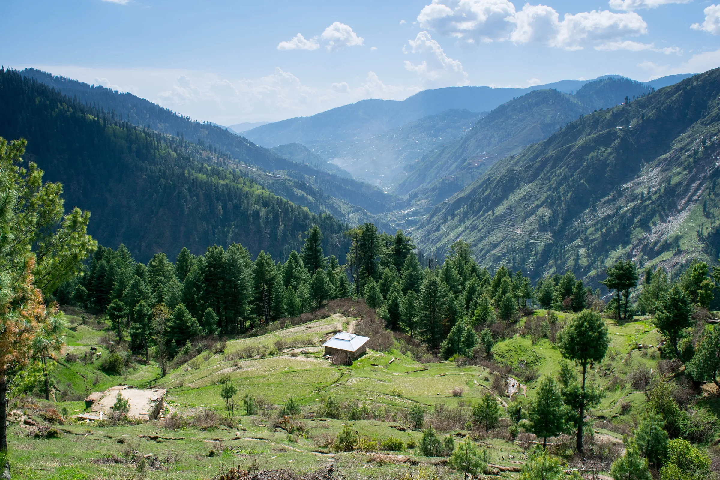 Above Bikhi