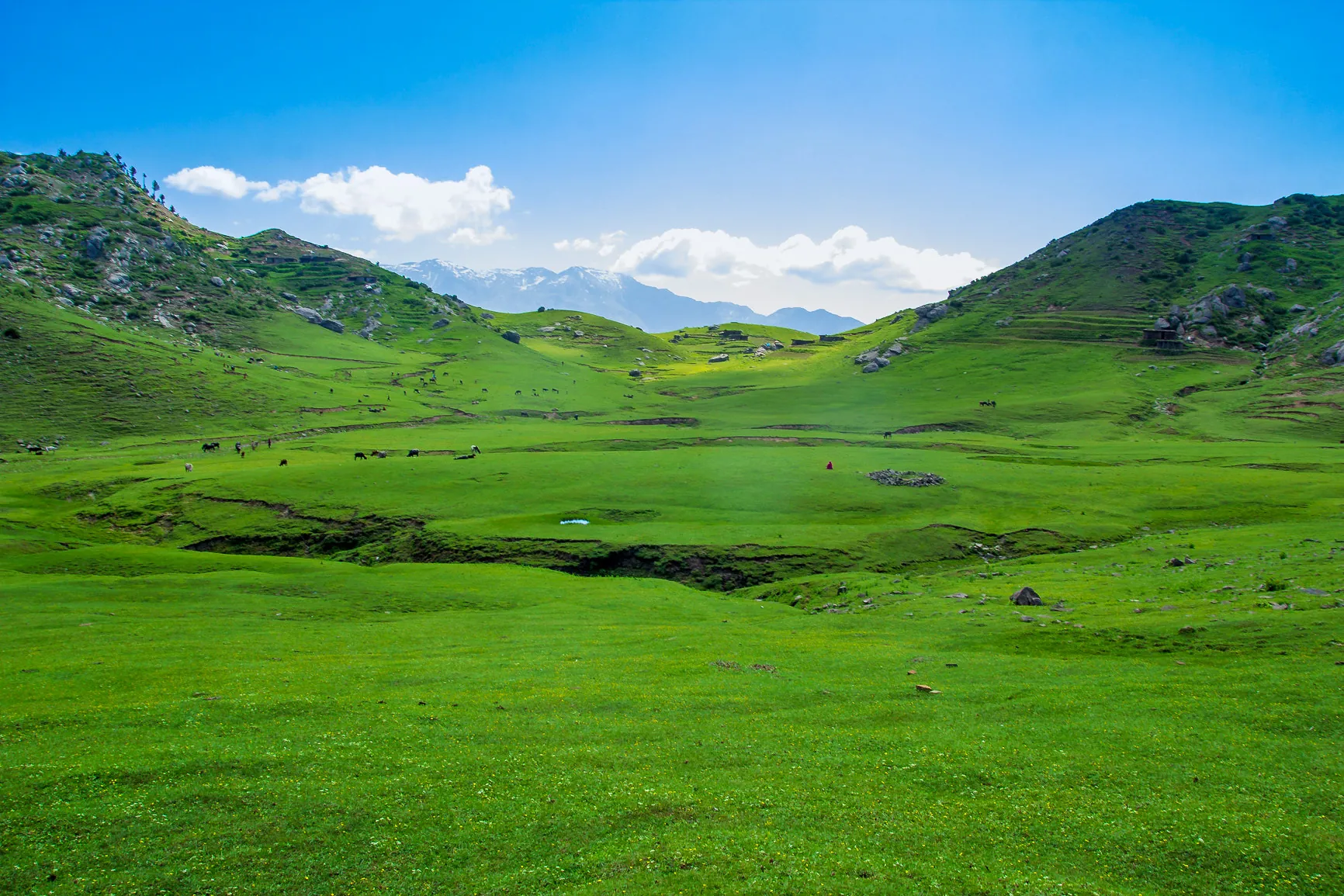Pleja meadows