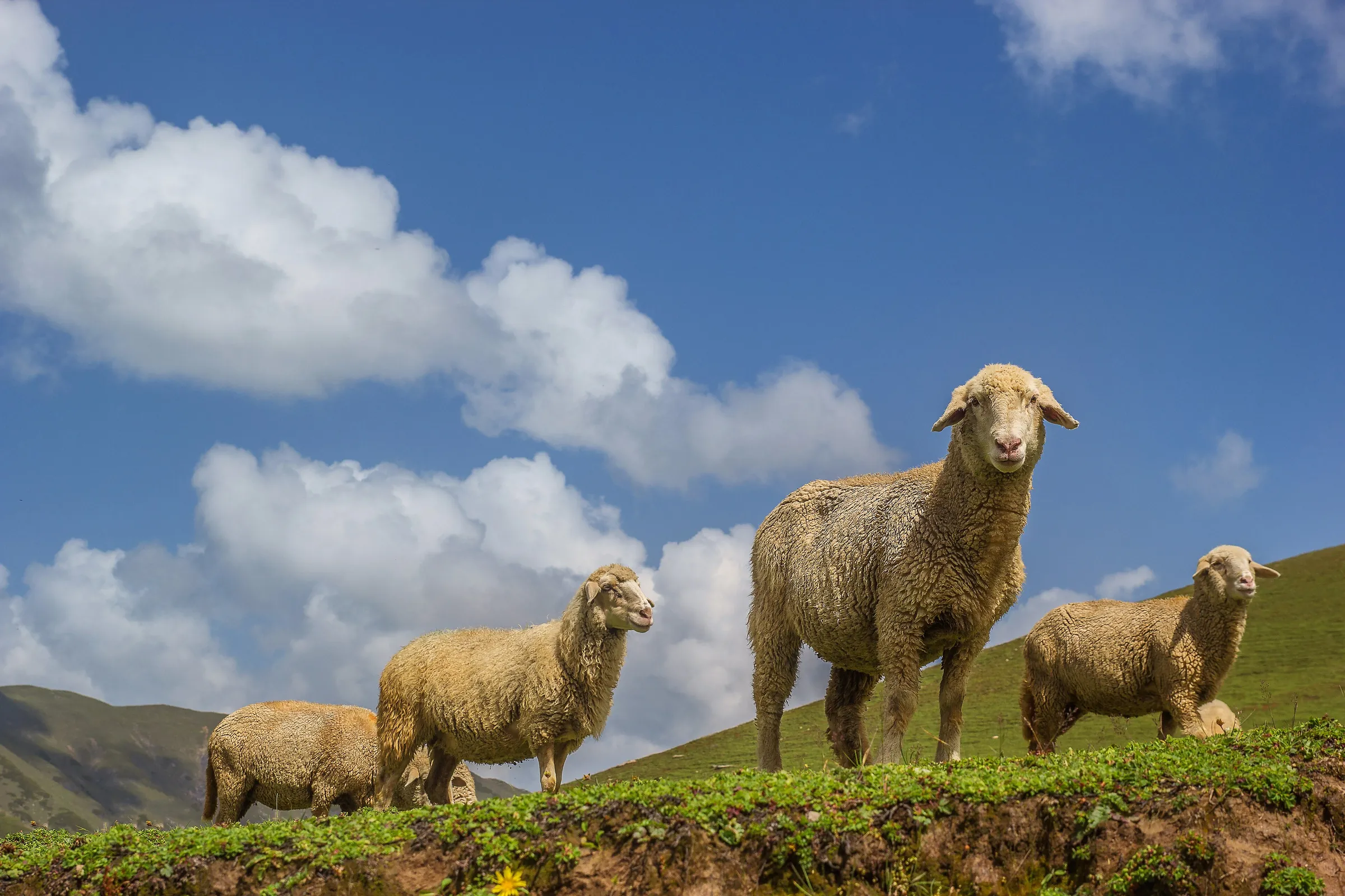 Shepherds' hours